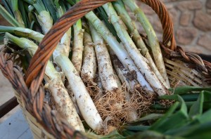 Cistell de calçots