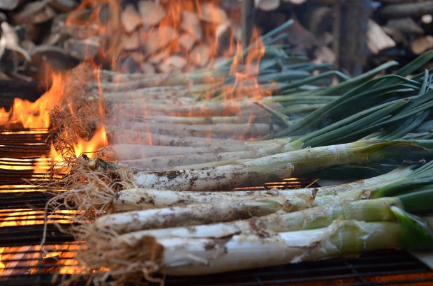 Coent calçots